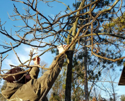 Spring has sprung, time to check Winter damage to your trees!