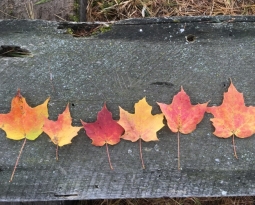 Fall Color Science