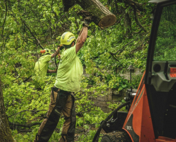 Now Hiring: Tree Groundsman
